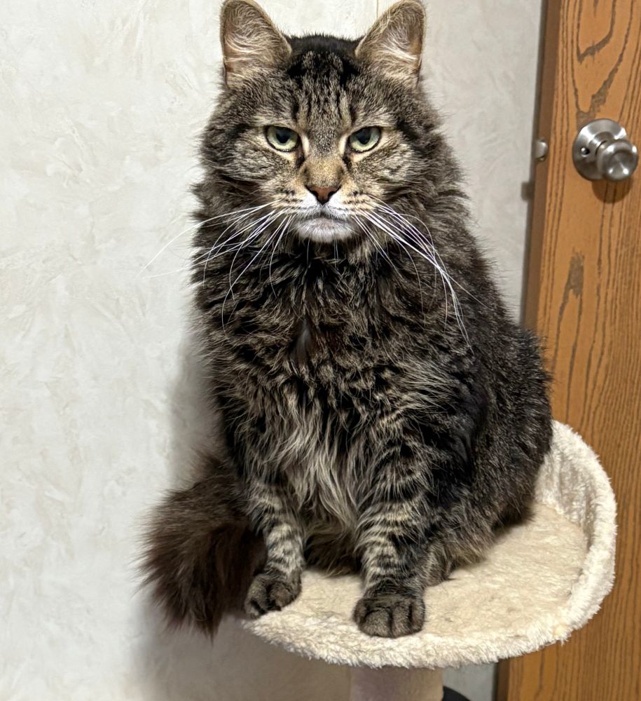 Happy tiger kitty on the cat tree 