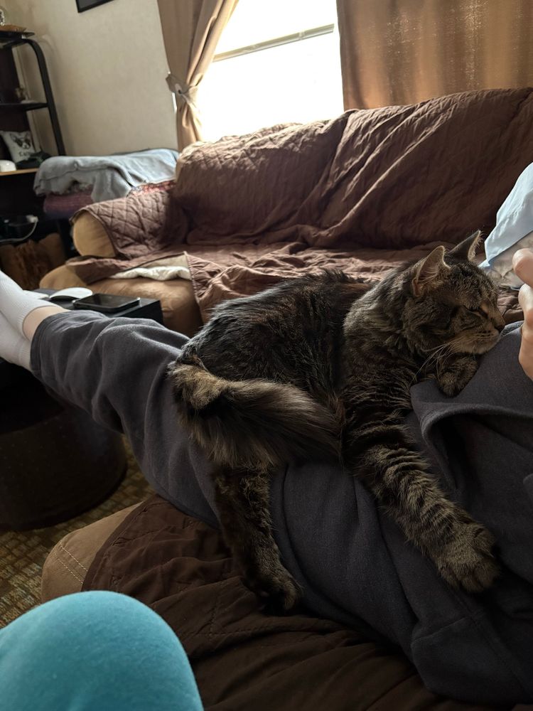 Tiger cat with xl paws on dad’s legs. He does not fit on laps. 