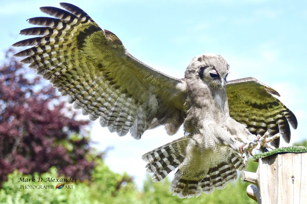 Kibo a Milky Eagle Owl landing on a tree trunk. Wings out wide. 