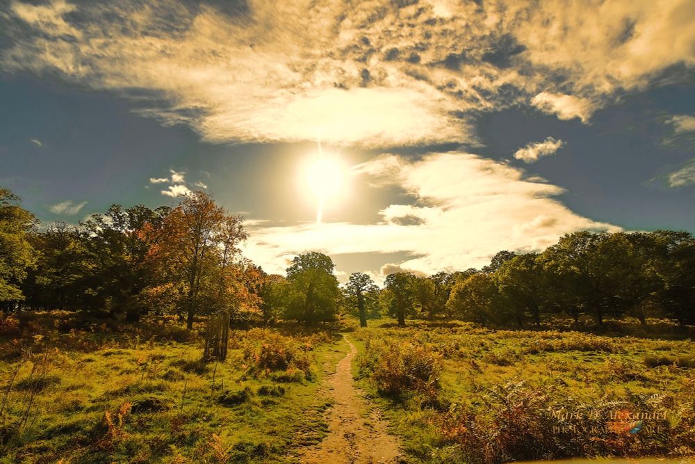 A central pasture land path leads up to a woodland, either side ferns and long pasture land grasses… Trees on the horizon. The sun shines down, blue sky and scattered white clouds. 