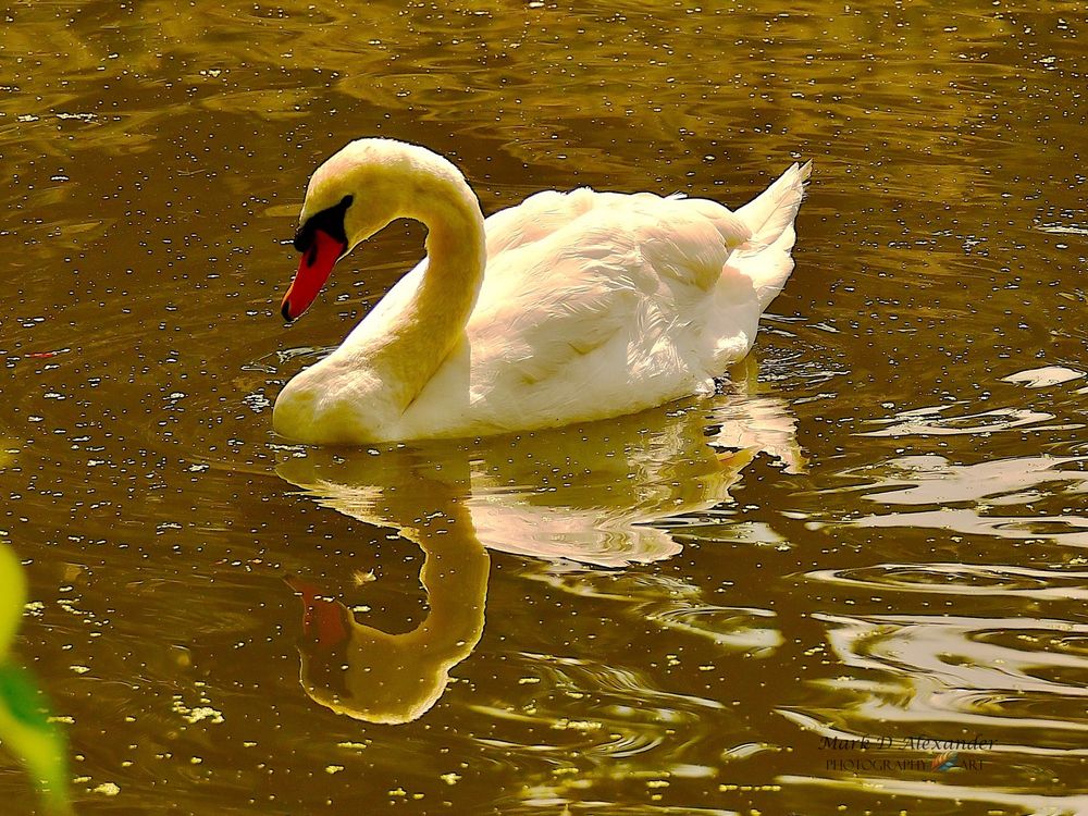 A swan on a lake, and their reflection 