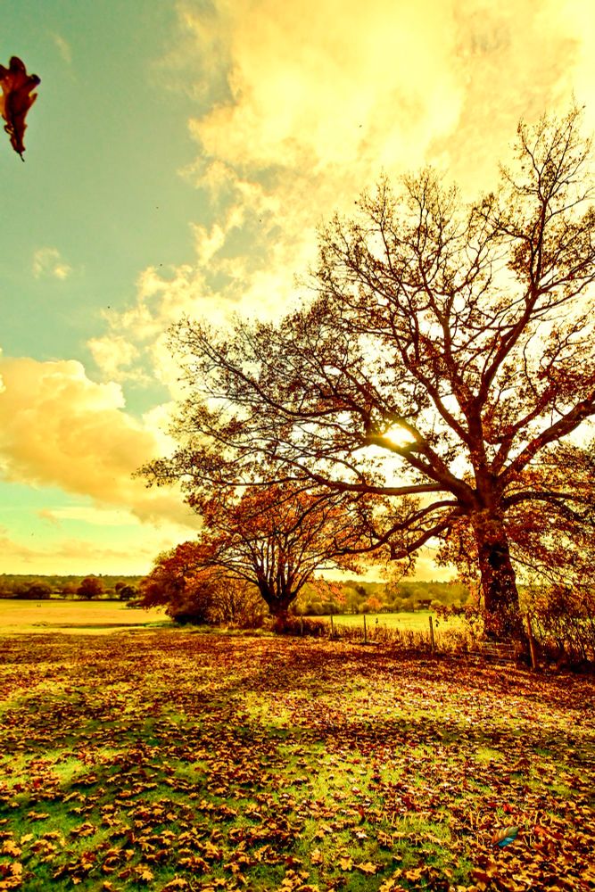 Trees alongside a pastureland field. A Warm low sun casts shadows over a leaf covered ground. A lone leaf top left blows away from the tree. 
Dedham Vale Suffolk U.K. 