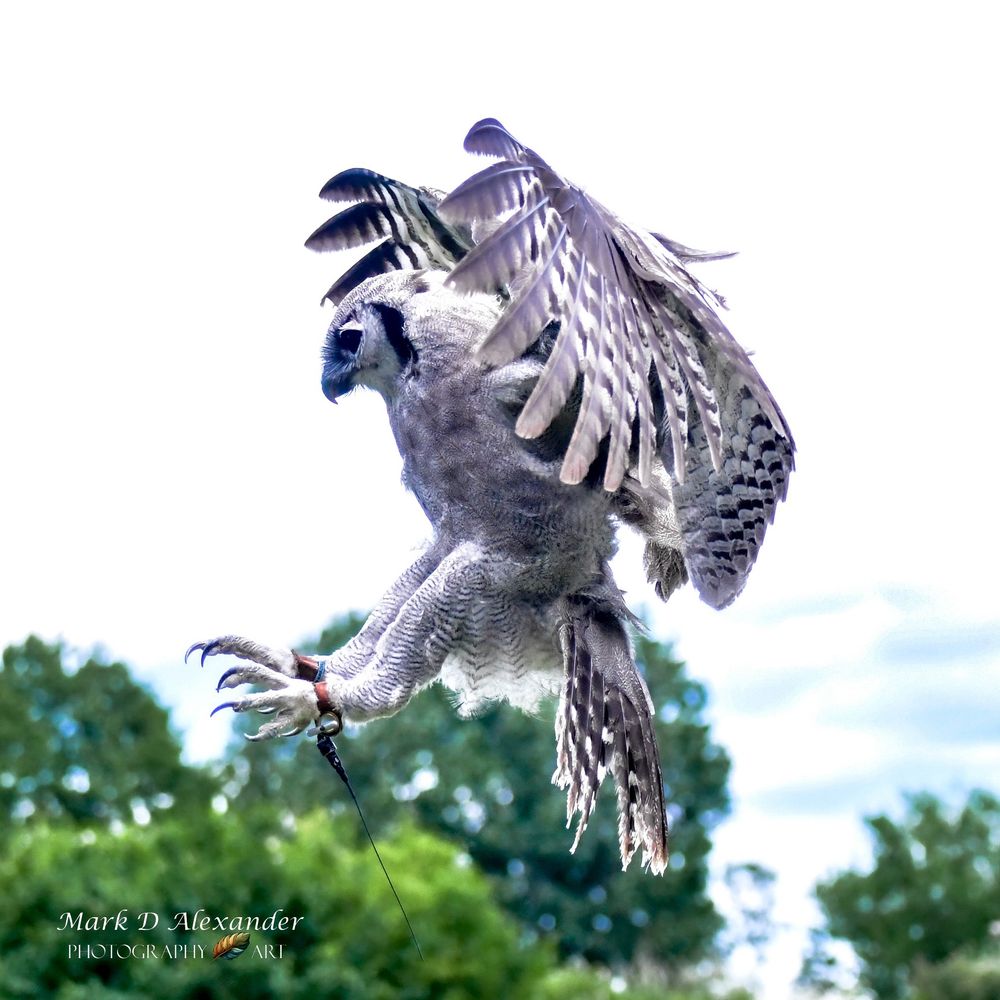 A milky eagle owl coming into land