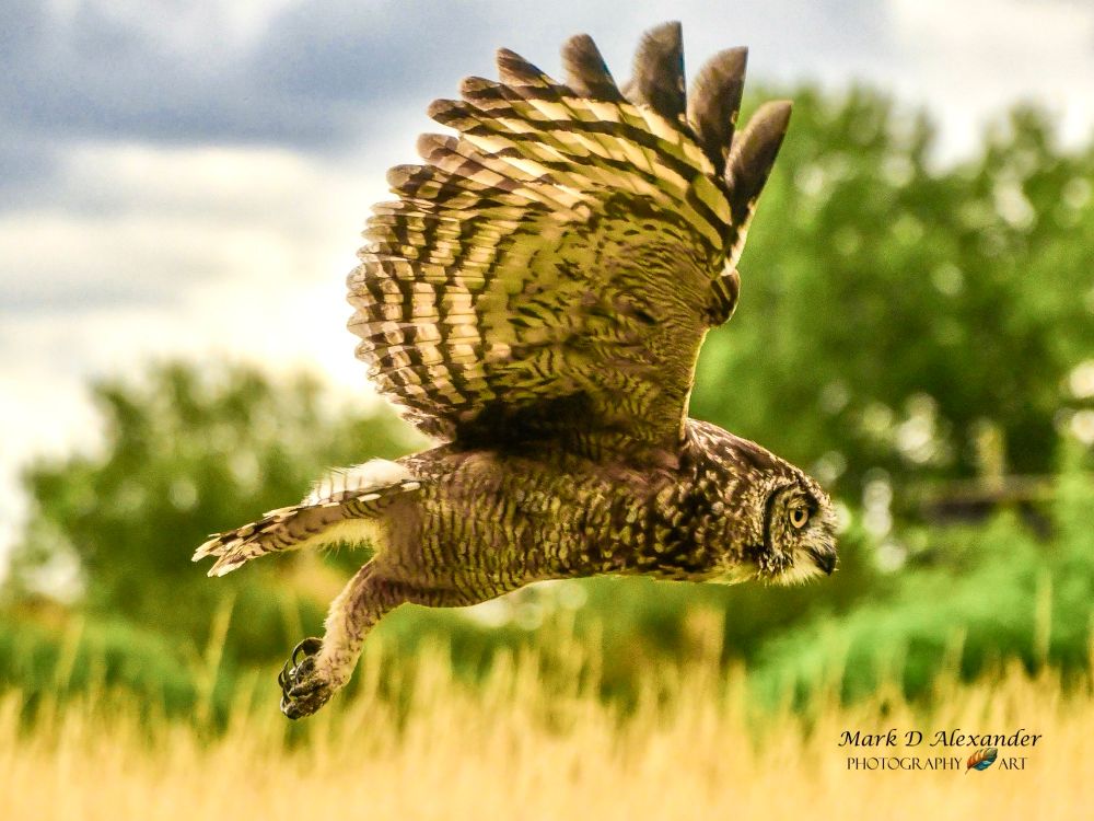 A side view of an African Spotted Eagle Owl in flight, wings up. Background of hedgerows and long grasses