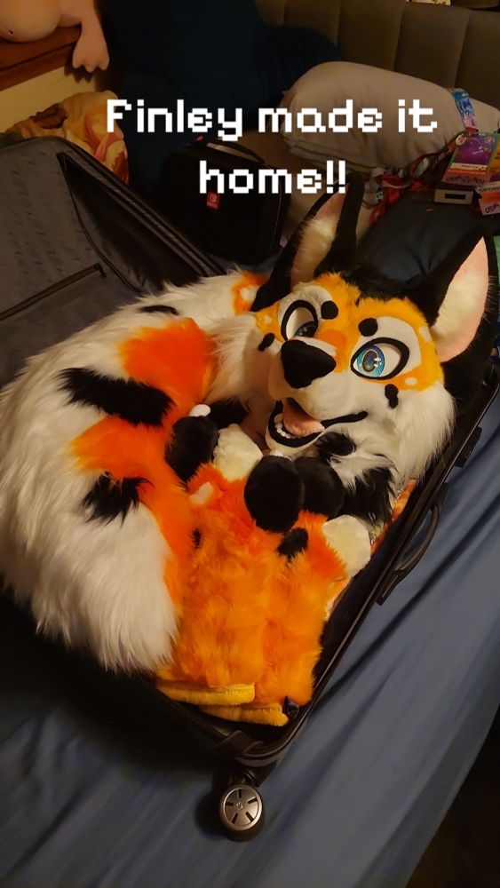 Orange, black, and white coyote fursuit sitting in a suitcase with the text "Finley made it home!!" Above it.