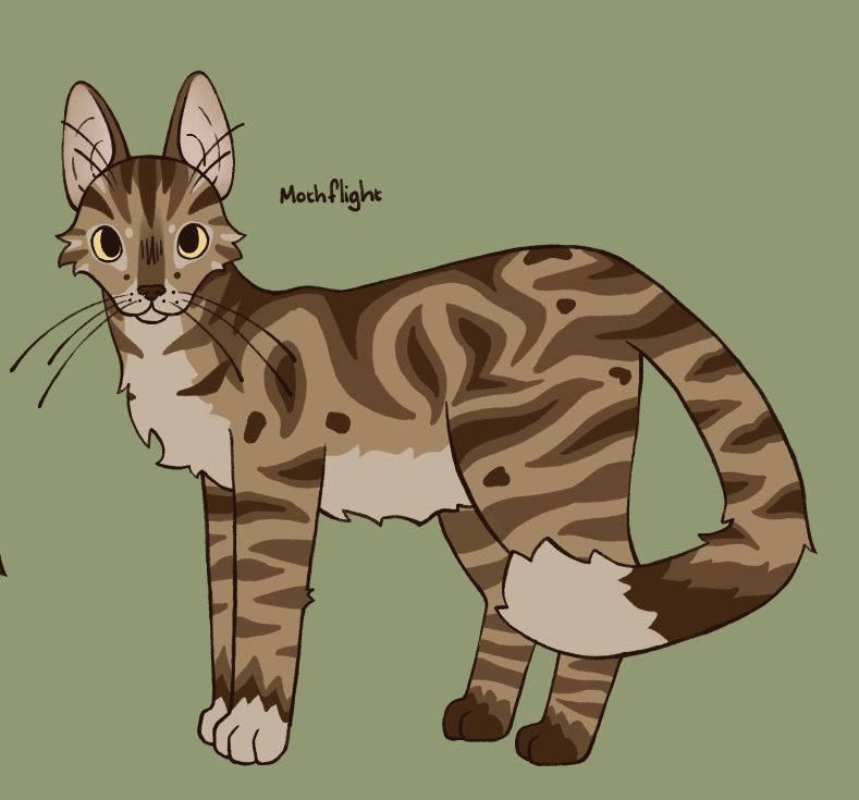 A cat stands side on, while looking directly at the viewer. They have big yellow eyes and brown and cream fur. He has very large ears, and long whiskers. He's a tabby with some creative licenses taken. Beside him it says "Mothflight" stating his name. (I was not aware at time of creation that a cat already has this name, woops)