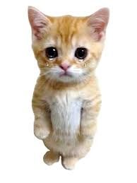 Potichat triste, qui pleure.