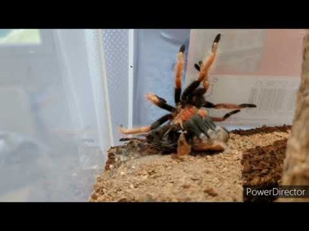 Mue brachypelma