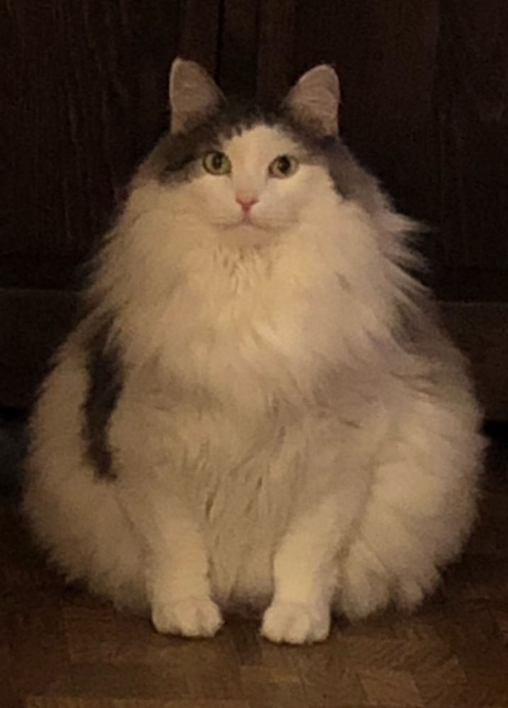 Panda the cat, fluffy and majestic as ever, sits and stares at the cameraman, awaiting his next feasting time.
