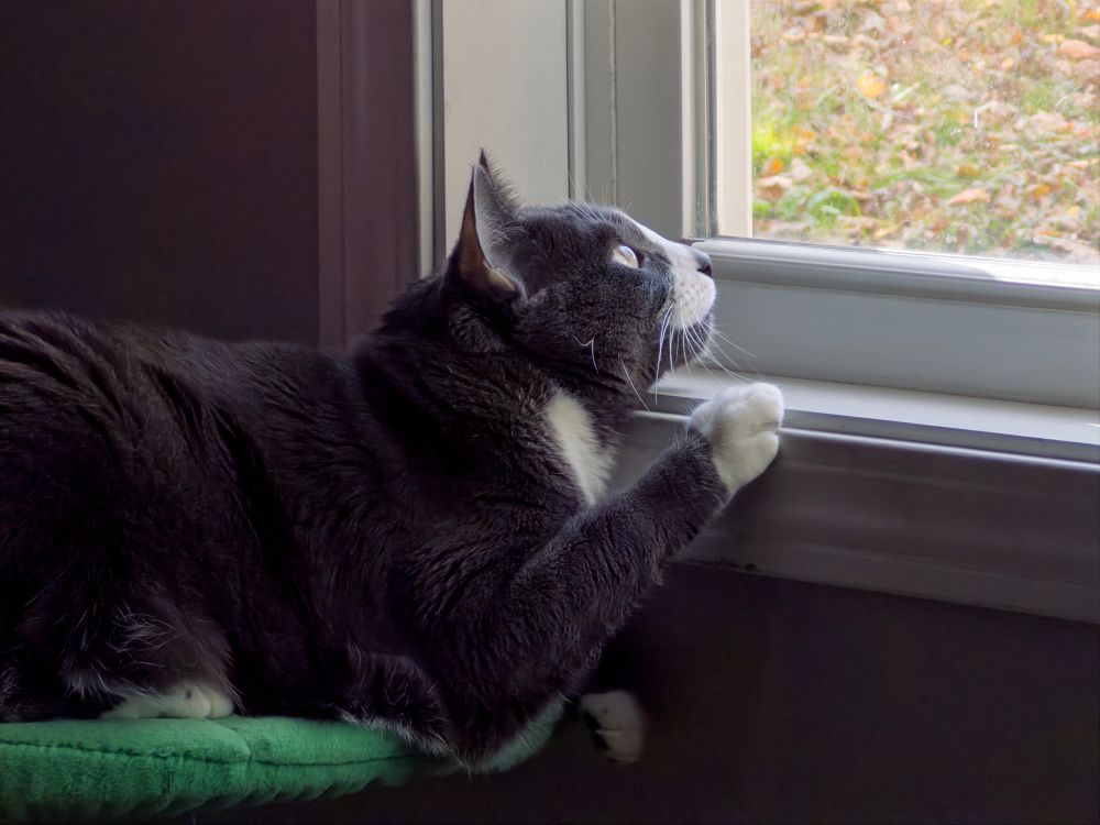 Grey and white cat looks up into the sky through the window with her paw on the sill