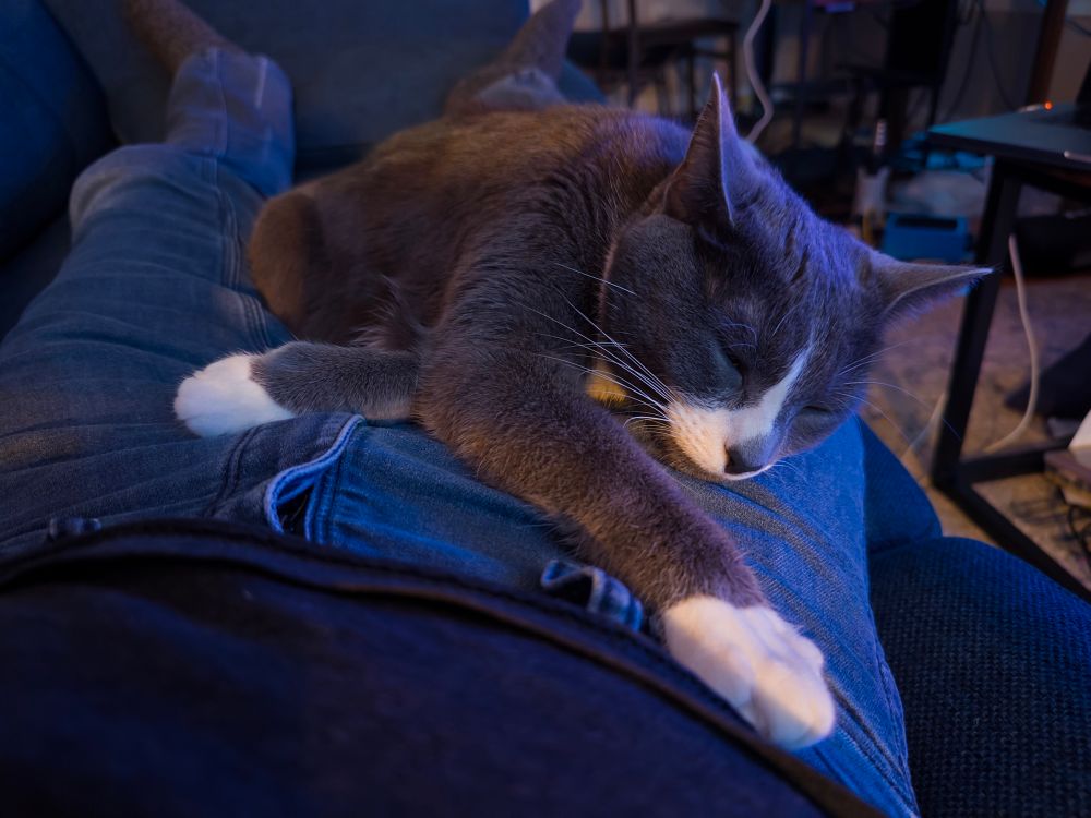 Cat on lap cross bones style!