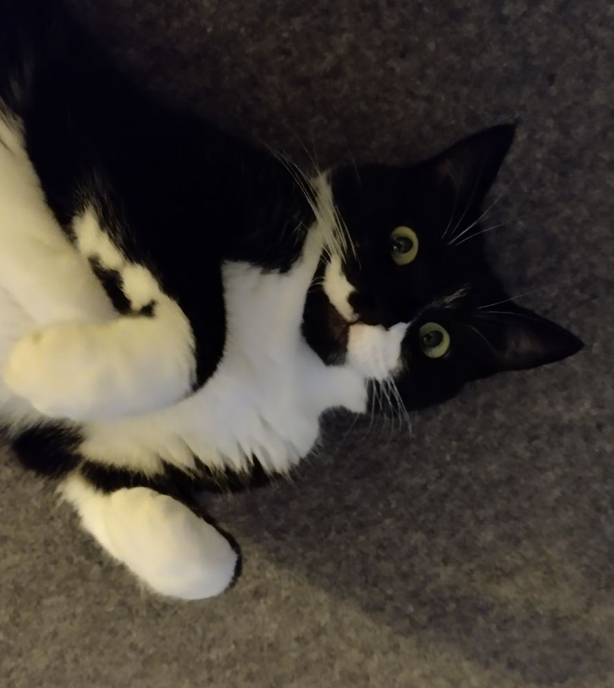 Black and white cat lying on her back. She has a wide-eyed, slightly deranged expression and I wouldn't try and stroke her if I were you