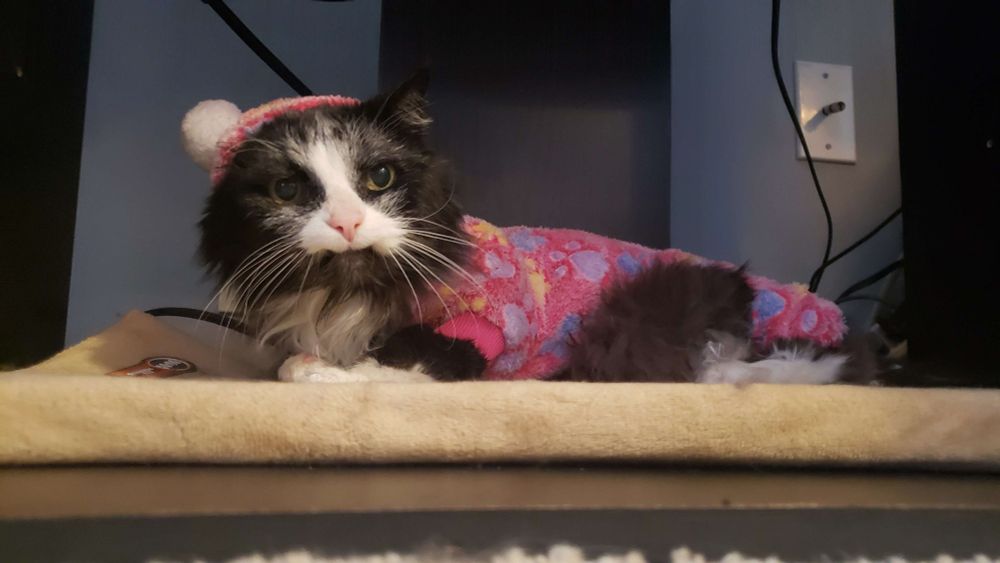 Another picture of Mervin on the heating pad, wearing fluffy pink pajamas that include a pompom hat.