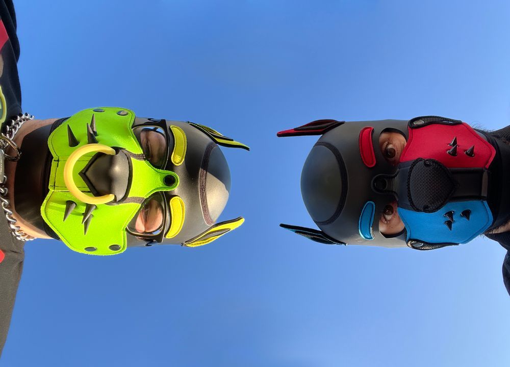 Two pups in hood gear looking up at the camera, eyes gleaming, sky wide and blue