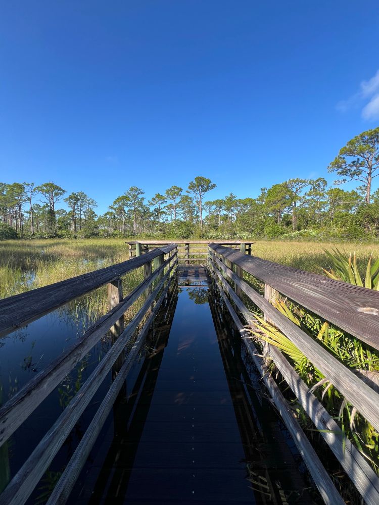 Photo of a wooden overlook in a wetland. The floor of the overlook is covered by the high water level in the wetland. There are pine trees and a clear use sky in the background.