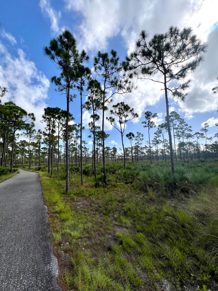 Slightly blurry photo (taken while running)  of a paved sidewalk through Florida flatwoods.