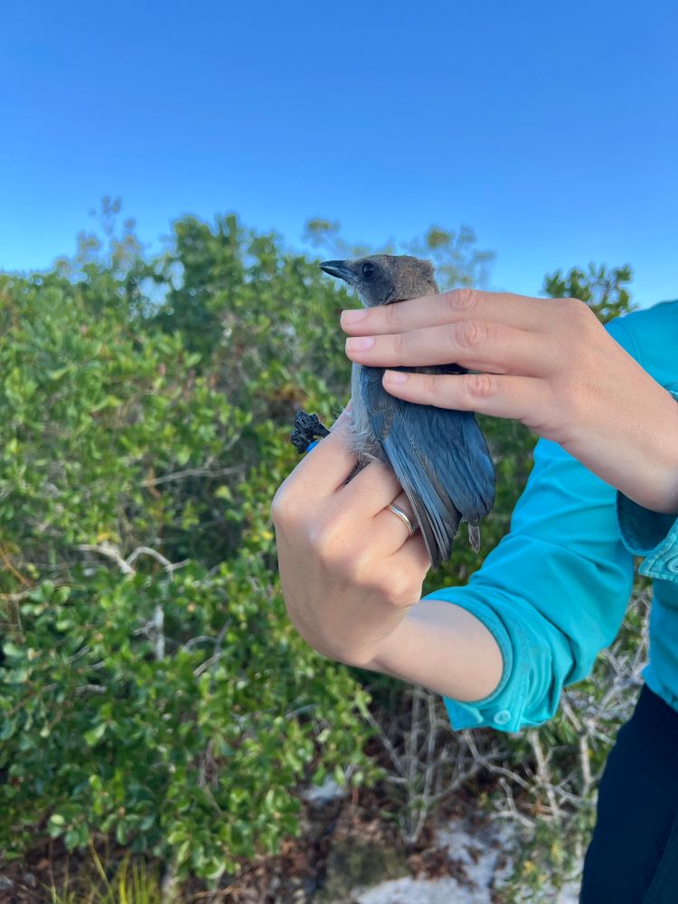 Close up of young Florida Scrub-Jay with no visible tail feathers.