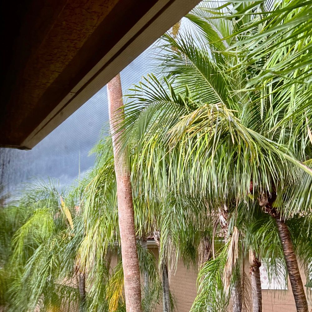 Photo from a screened porch on an elevated floor, showing the tops of palm trees in the foreground and deep blue-gray storm clouds in the background.