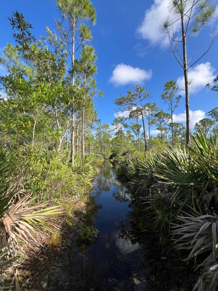 Photo of a flooded trail through pine flatwoods. The water on the trail reflects the bright blue sky and scattered clouds. 