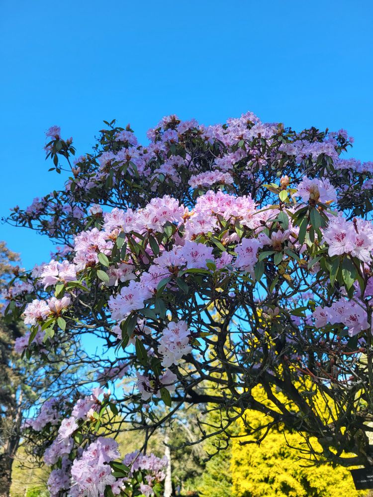 A tree with pink blossoms against a blue sky