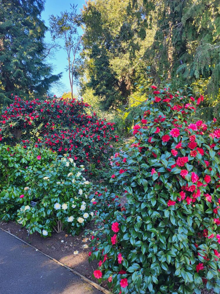 Plants with Red and white flowers with trees in background 