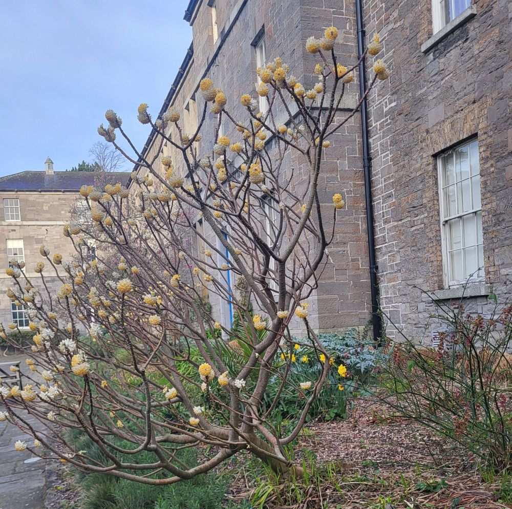 a shrub beginning to show some buds. A brick building in the background 