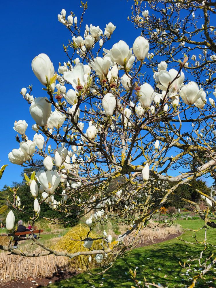 a tree with white blossoms 