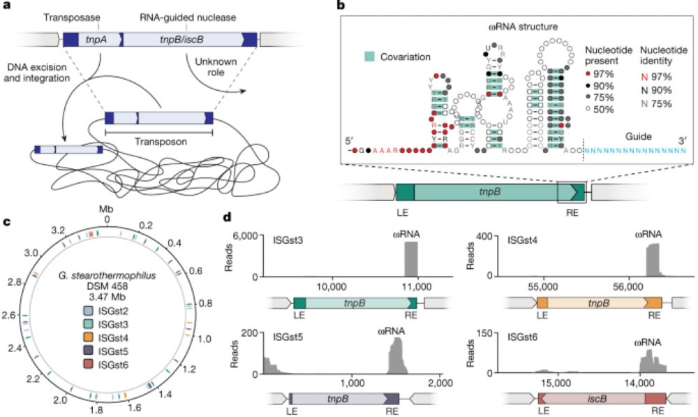 Transposon-encoded nucleases use guide RNAs to promote their selfish spread - Nature