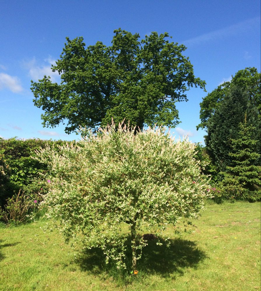 Ein kleinerer Baum, mit hellgrünen Blättern, in einem Garten. Hinter der Hecke eine hohe Eiche mit dunkelgrünen Blättern. Darüber blauer Himmel. 