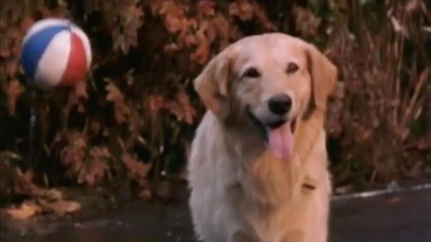 Nation's retrievers fetch self-tapes as Air Bud announces first-ever open auditions