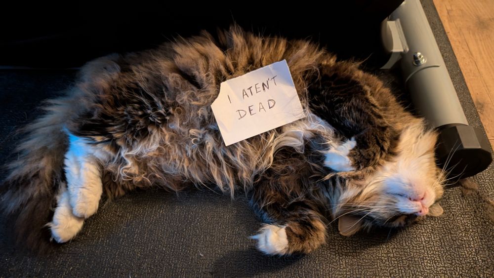Missy, a fluffy tabby with white fingers and rabbit peets, on her back on the living room floor, just a mass of floofy curls. With a note on her that says "I ATEN'T DEAD"