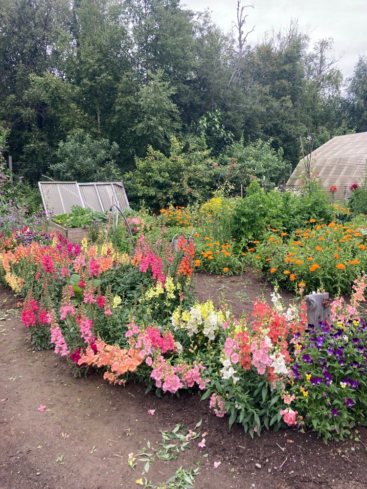 Snapdragons pansies and calendula in full bloom in an Alaskan garden.