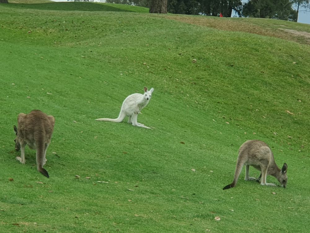 An albino kangaroo at my golf course in Melbourne, Australia. A good example of a rare genetic event (1;100,000)