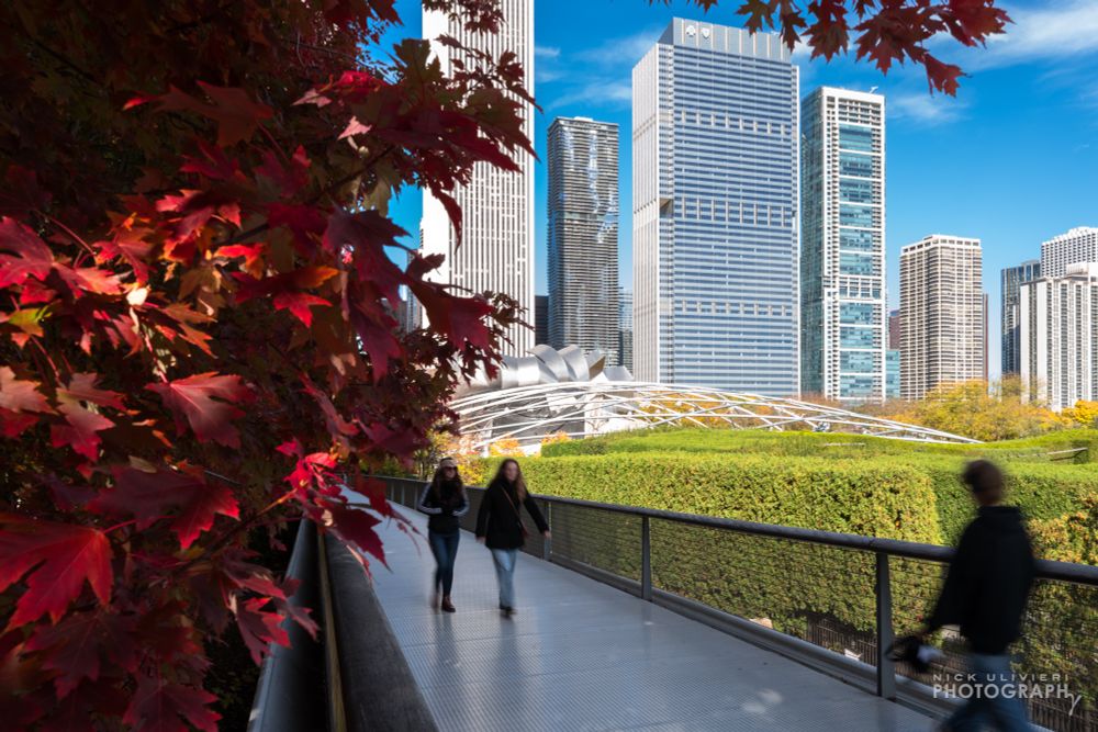Red maple leaves pop on the left side of the frame while people stride across the Nichols Bridge in Chicago's Millennium Park on a picture-perfect fall day