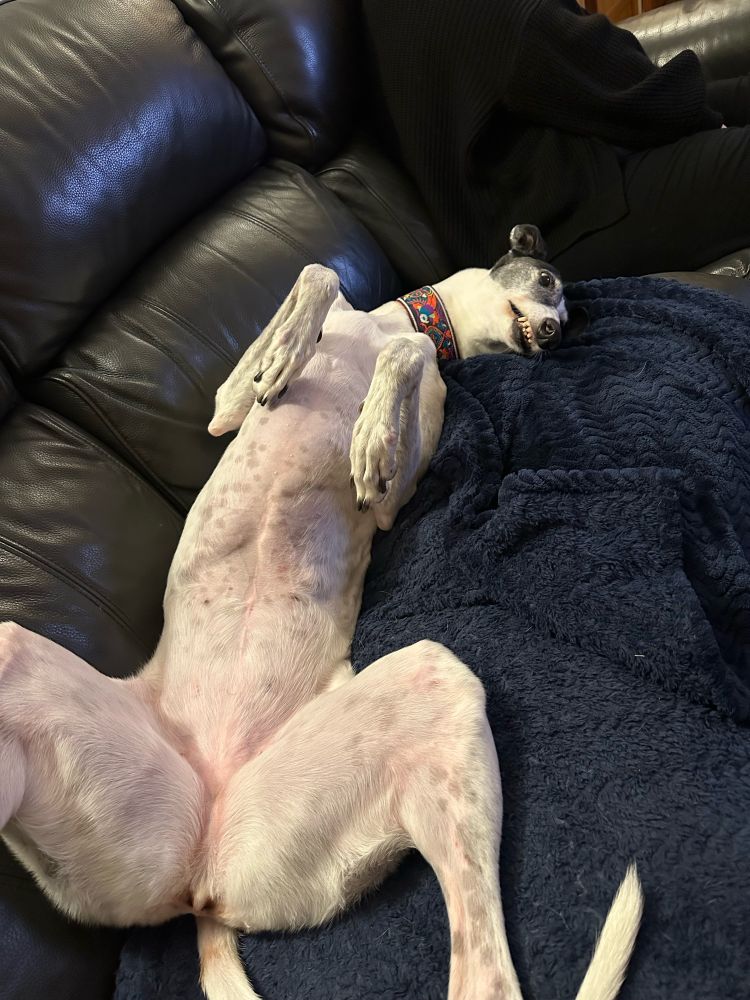 Greyhound on its back showing its teefs