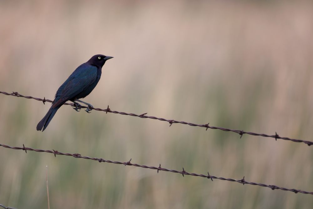Brewer's Blackbird