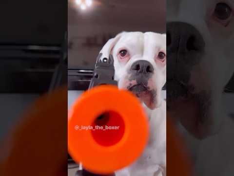 YouTube video by Layla The Boxer