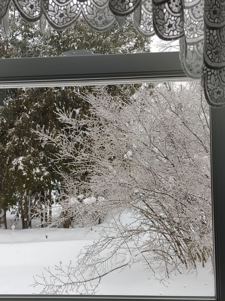 A view out a window through white lace curtains of a winter scene with snow and a bush with delicate branches all covered in ice 