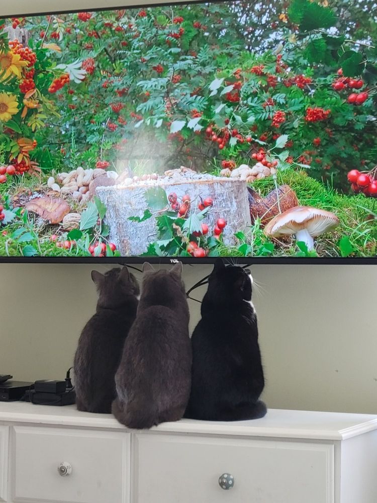 3 cats sitting on a dresser looking up at live birds on big screen tv