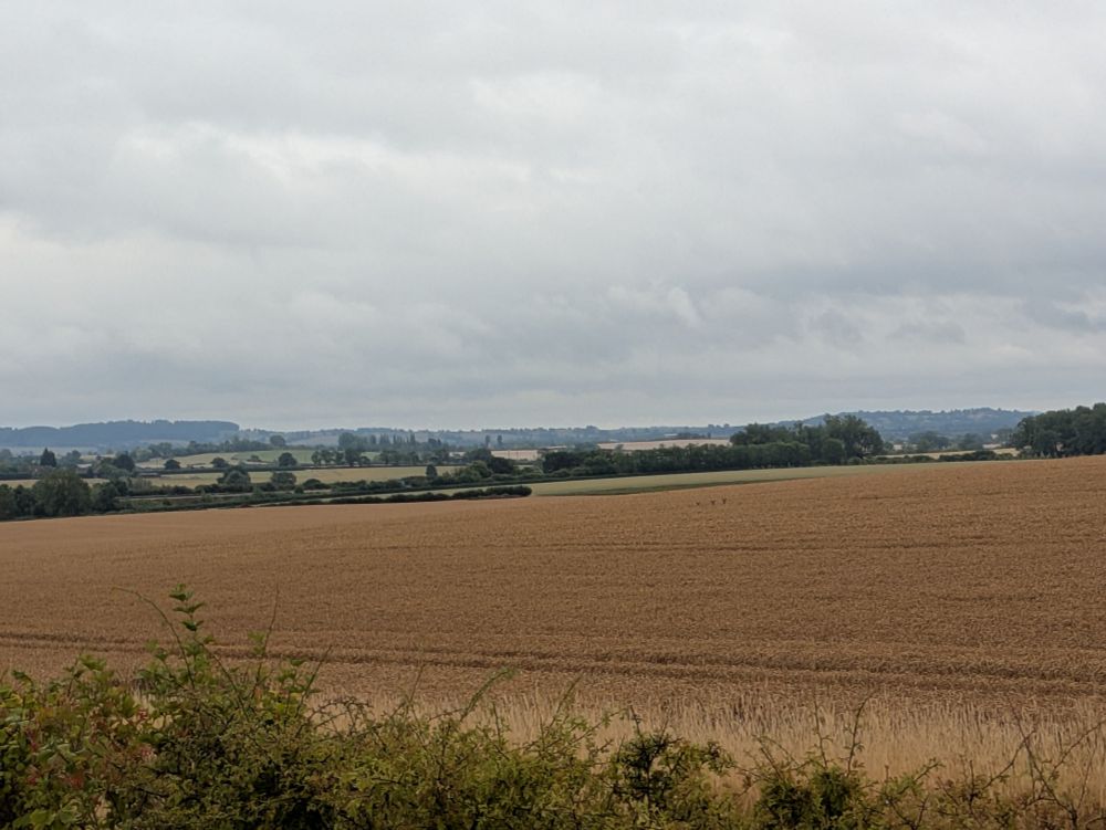 Field of corn with rolling hills in the background. But what is that in the mid- ground just right of centre?... 