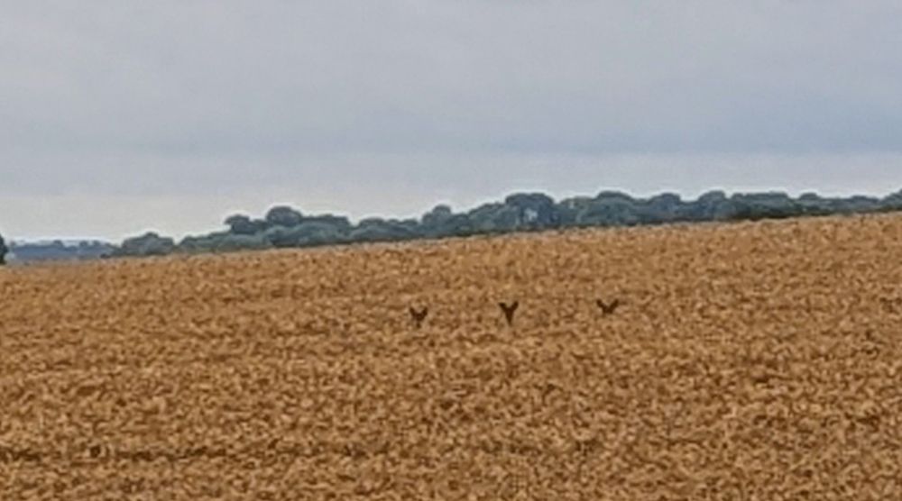 Three pairs of roe deer ears poking up in a neat row above a field of corn