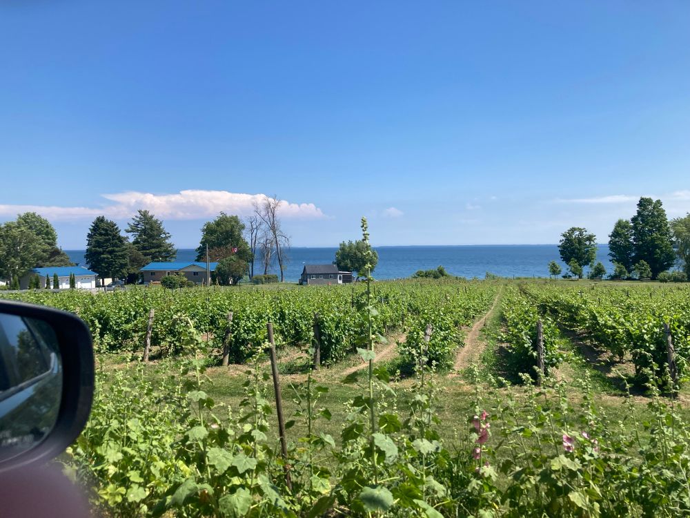Diving past a vineyard, the rows of grape vines a beautiful green blur, with the Bay of Quinte in the background.