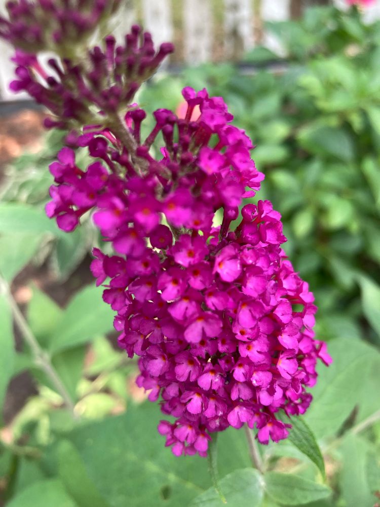 Close-up a flowering stalk on a butterfly bush.