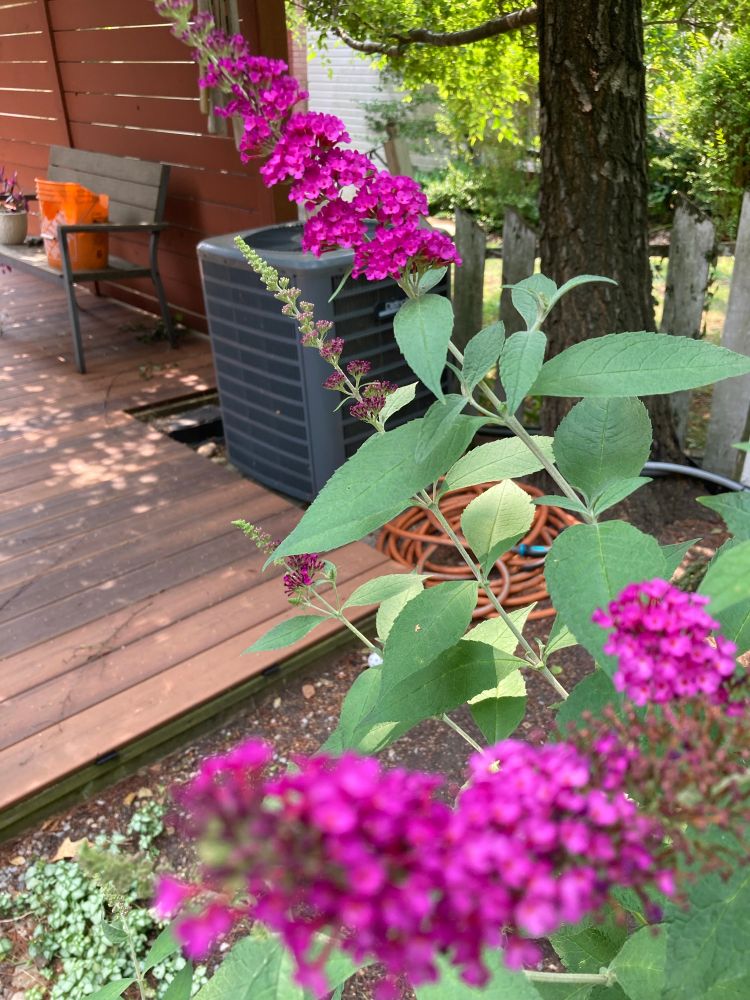 A butterfly bush, its branches reaching up to the sun, its gorgeous purple flowers profuse.