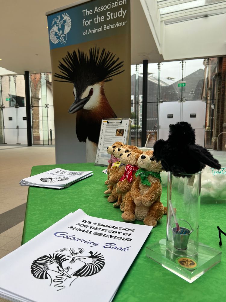 Meerkat and crow engagement activities