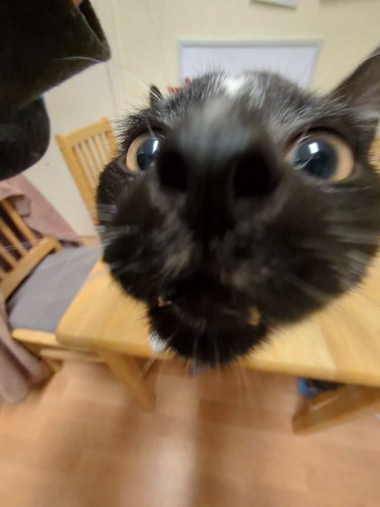 my fuckass cat