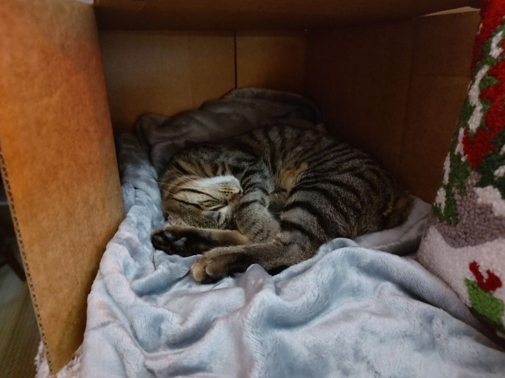 a kitten curled up in a ball, napping on a fleece blanket, comfortably in a cardboard box turned on its side