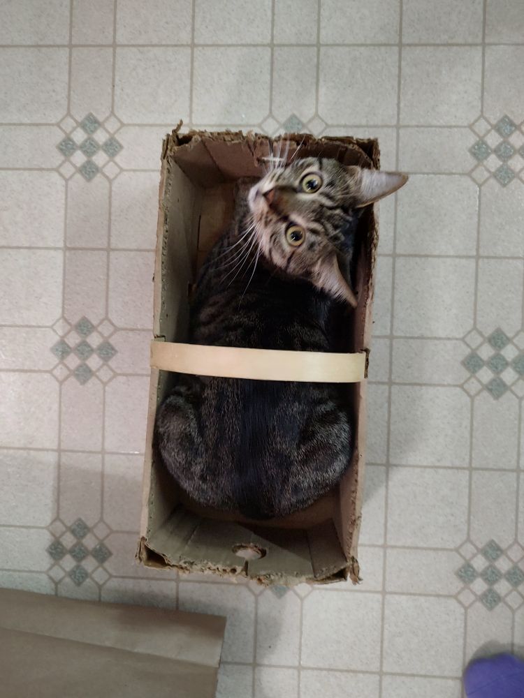 A (sadly mostly grown) kitten in a berry picking basket