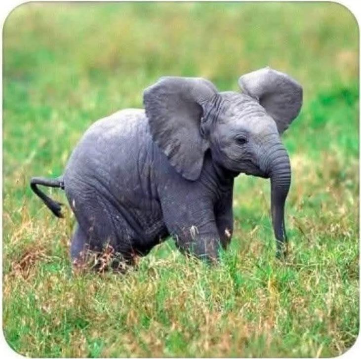 A cute baby elephant