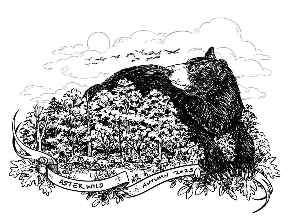 A black and white illustration of a giant American black bear laying in a miniature landscape of tall trees and a grassy field. Tiny deer run through the field, and a formation of tiny geese fly over the bear. A banner at the bottom reads "AsterWild Art" and "Autumn 2025." 